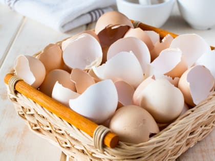 Врач Тимощенко предостерегла от употребления яичной скорлупы