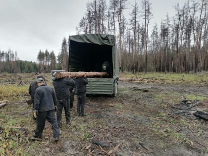 Лесничие помогают военным: валежная древесина для зоны СВО