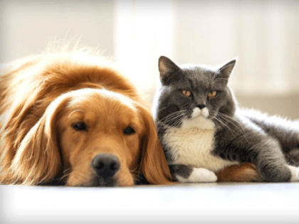 Эксперт Искра рассказал о преимуществах страхования домашних питомцев