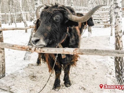 Каширский «Ковчег» приглашает гостей к животным – звёздам кино и сериалов