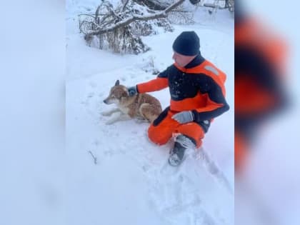 В Московской области спасли собаку от ледяной гибели