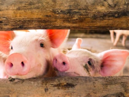 В Ростовской области обнаружили очаг африканской чумы свиней