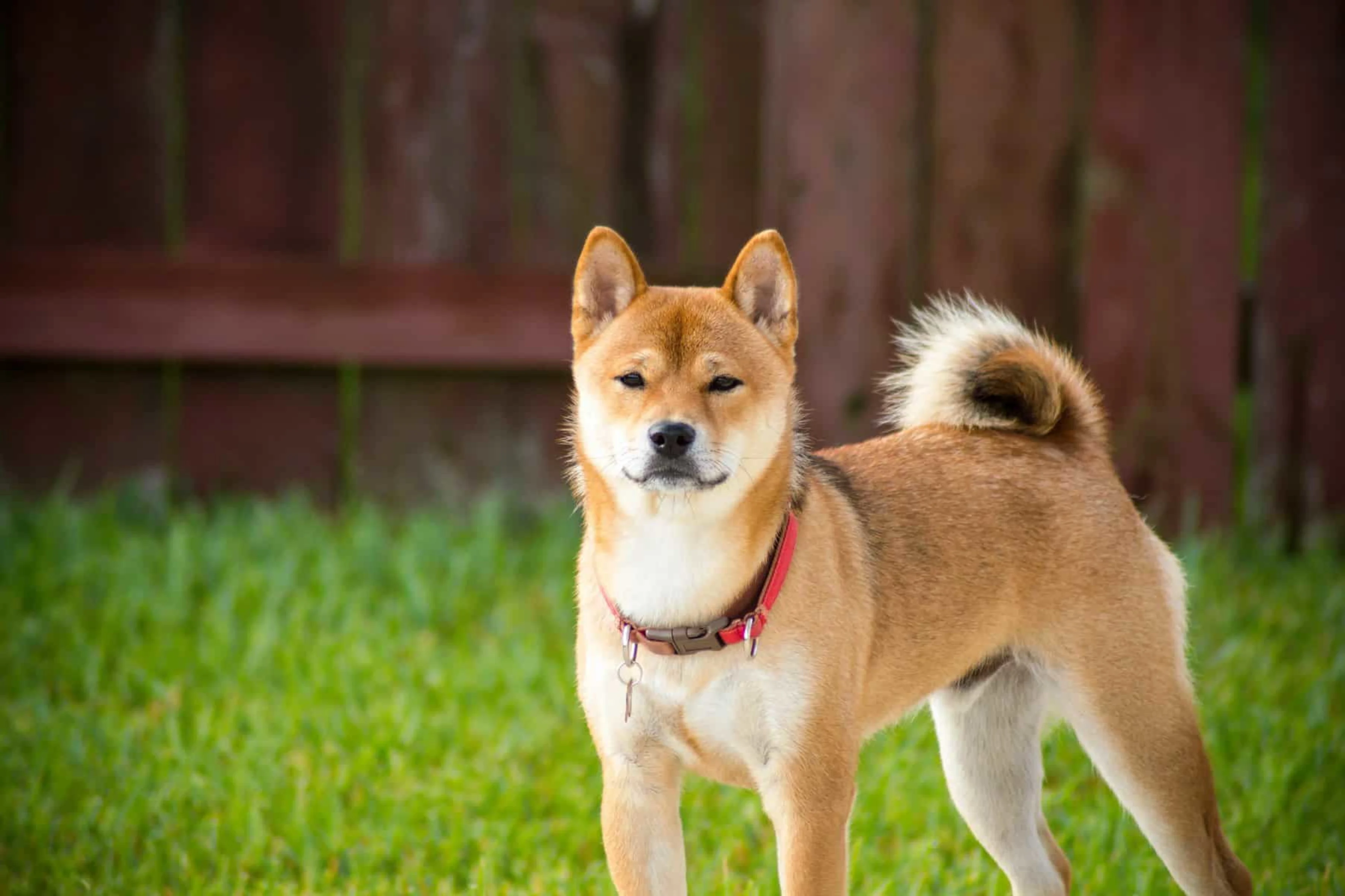 Shiba Inu Price Tumbles, Bulls Prepare For A Comeback Of 4.2T