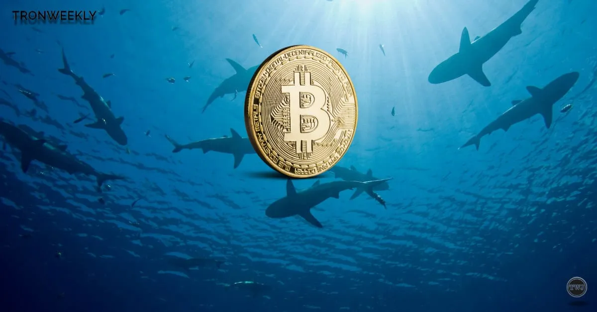 Bitcoin Shark Wallets Reach All-Time Highs Driving Bullish Momentum