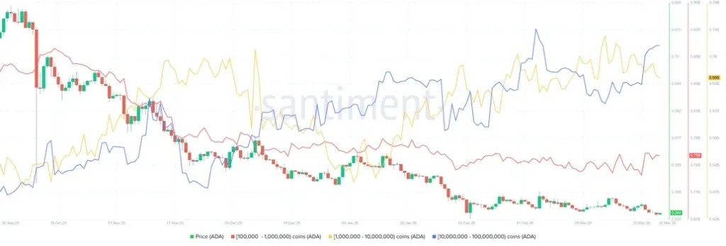 Cardano Supply Distribution metric chart