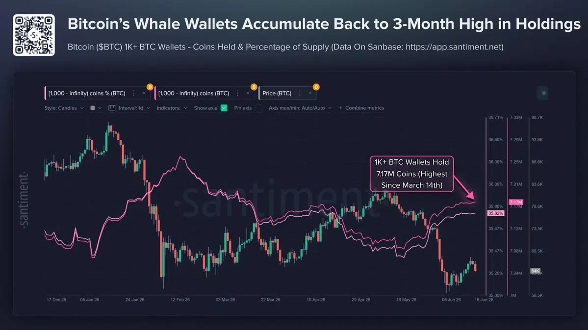 Bitcoin Whale Wallets See Major Rebound