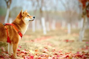 Shiba Inu's [SHIB] price on a tear, but do investors need to worry?