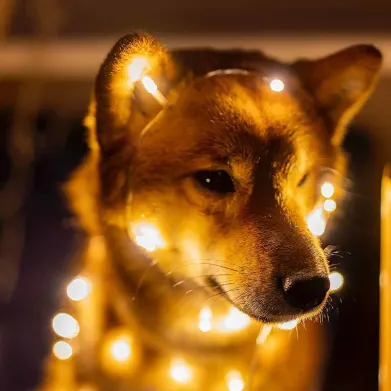Shiba Inu Team Unveils Shibacals: The Ultimate Fusion Of Physical & Digital