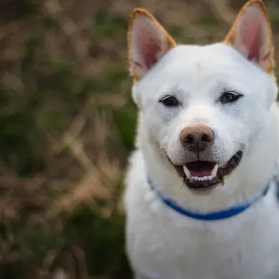 Shiba Inu's Project Teases "Something is Coming" In Early July: Details