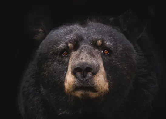 Has Bitcoin ventured into an extended bear market?