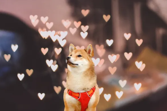 shiba inu