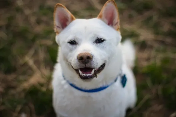 Shiba Inu, DOGE Arrives In Switzerland's 116-Year-Old Travel Firm