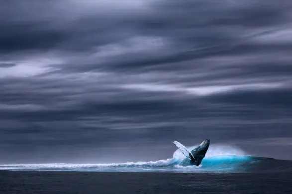 Bitcoin Whale Moved Over $337 Million After Transferring 7,073 BTC