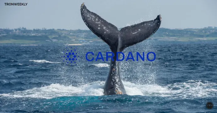 Cardano