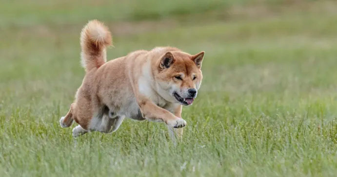 Shiba Inu's Quantum Leap: Daily Transactions Cross 10T SHIB Tokens