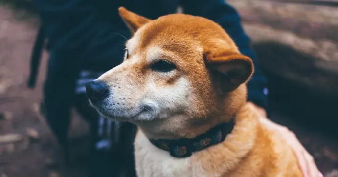 Shiba Inu: Will Elon Musk Make An Appearance At Shibarium's Launch? Know Details
