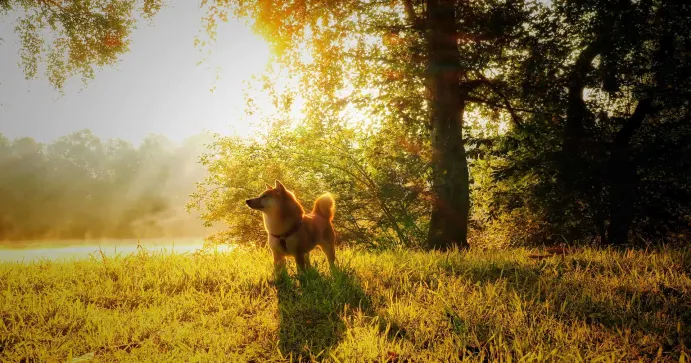 Shiba Inu Project Lead Confirms Arrival Of ShibaSwap 2.0