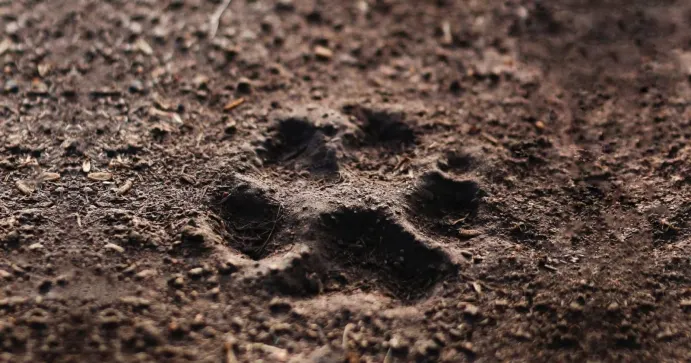 After BONE, Shiba Inu's PAW Set To Debut In Gate.io