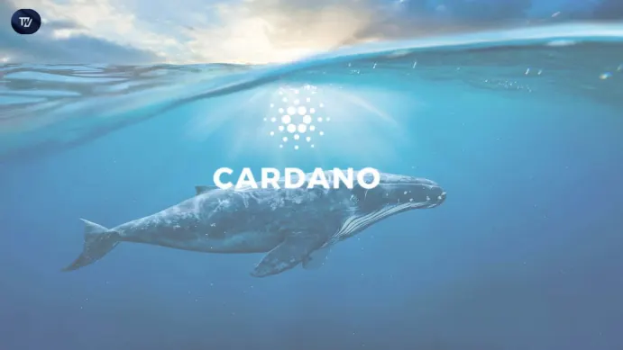 cardano