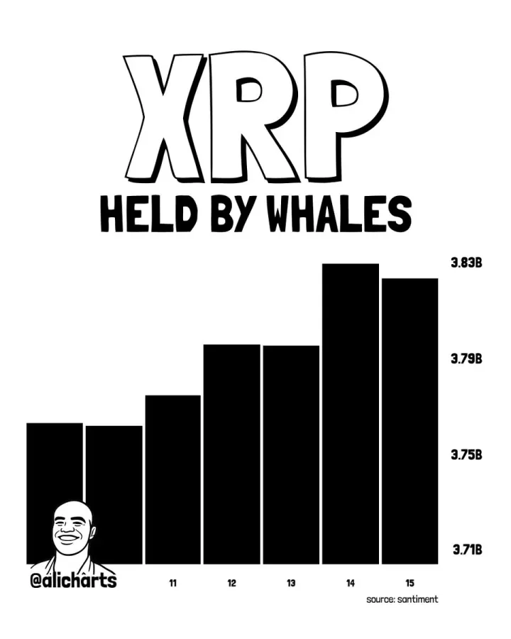 XRP whale activity