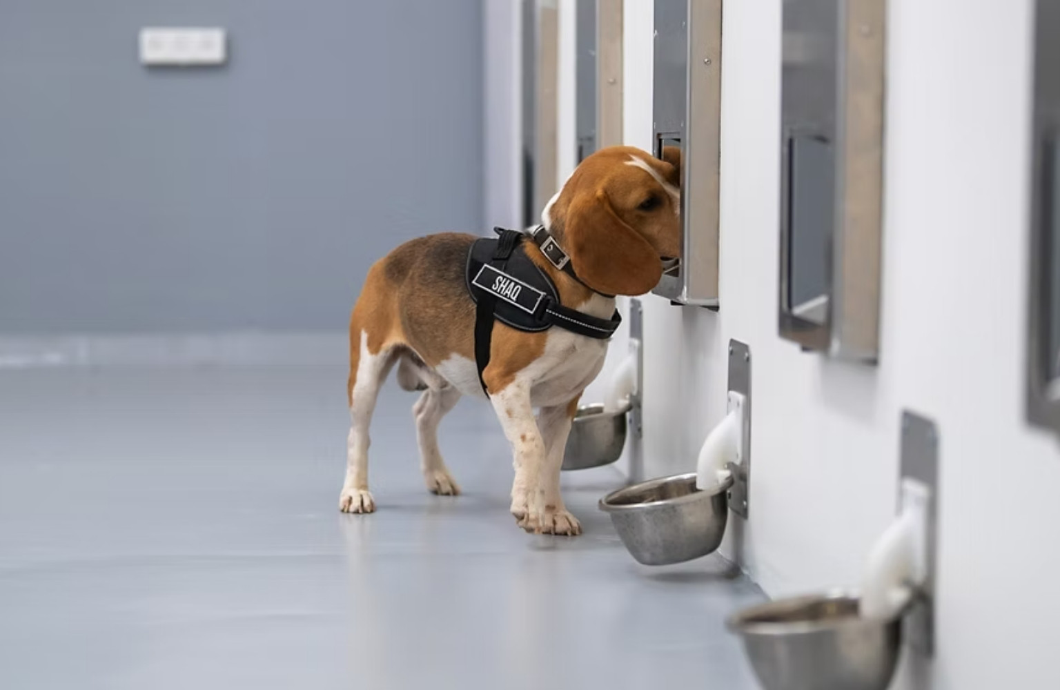 Detección de cáncer en casa con perros entrenados y IA logra 94% de precisión