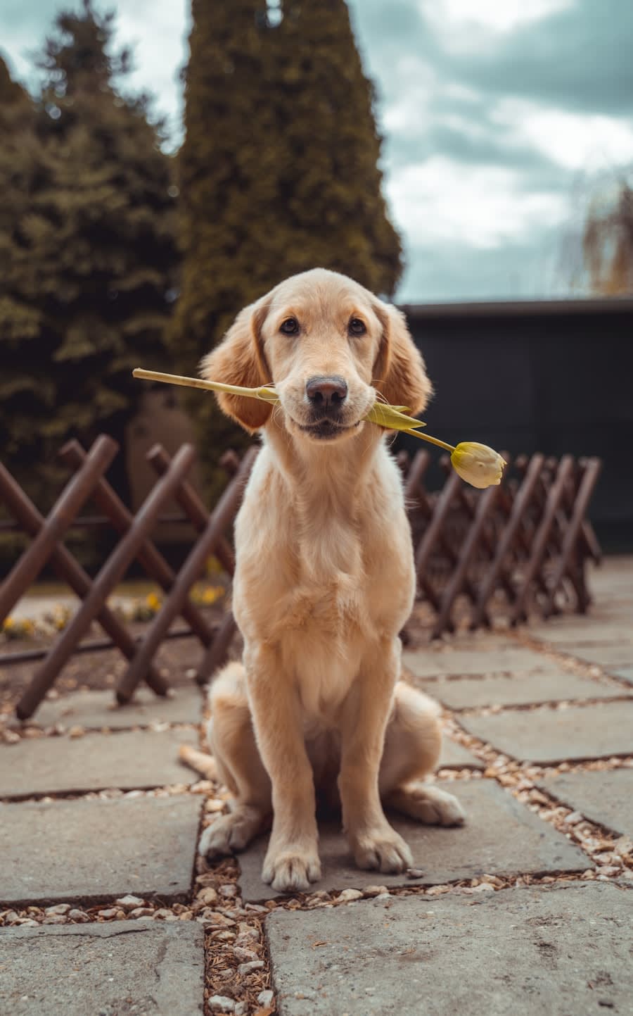 Perro adoptado