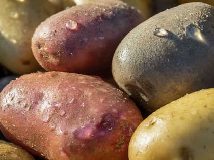 Садоводы сталкиваются с новыми вызовами в уходе за растениями