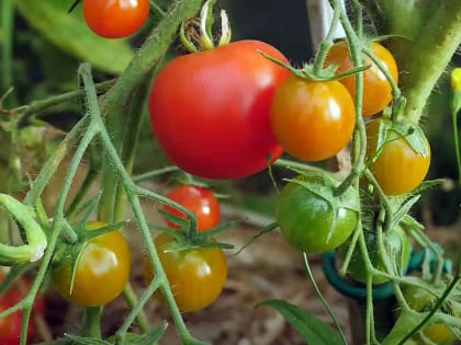 Проблемы с Вершинной гнилью томатов в России