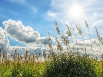 Башкирию захлестнет волна субтропического зноя