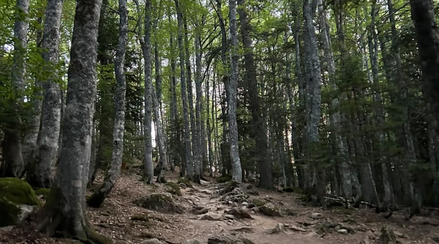 Montée dans le bois au lever du soleil
