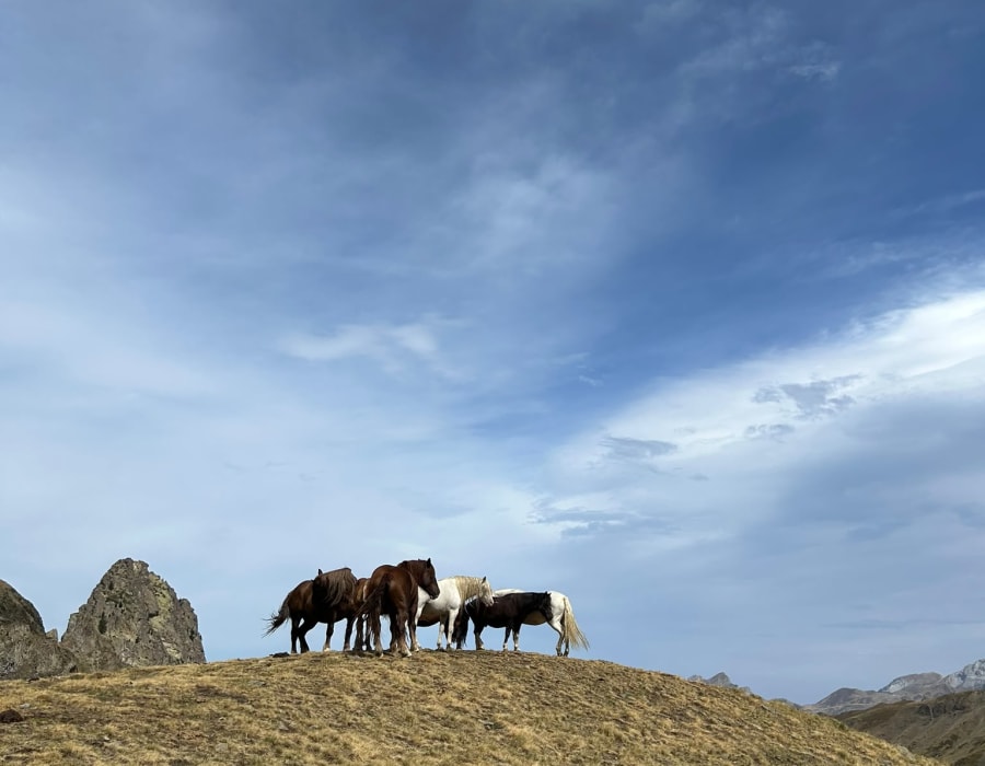 Troupeau de chevaux dans les estives