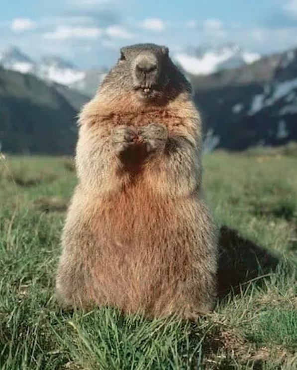 Marmotte des Pyrénées dans son environnement
