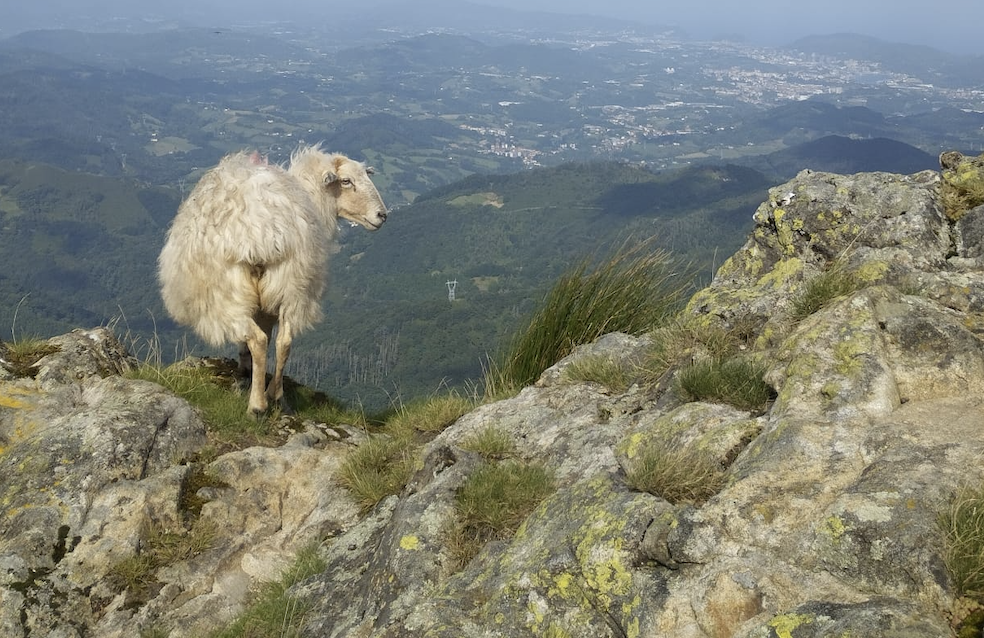 Brebis en estive face au panorama de la vallée