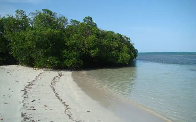🏝️ Full Day Cayo Muerto desde Caracas 🚐 Transporte + 🚤 Lancha + Playa Morrocoy