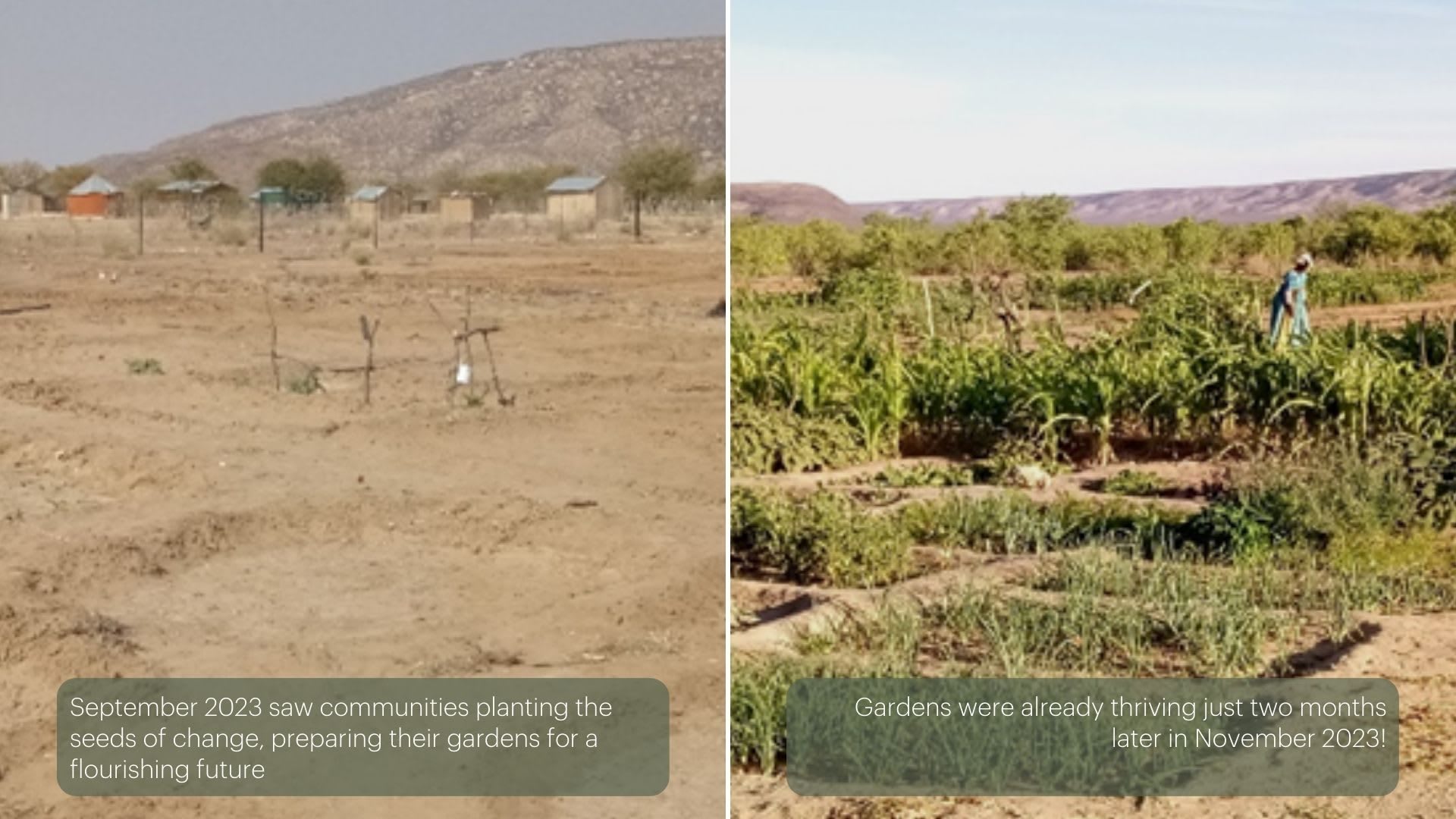 Before and after image of a vegetable garden