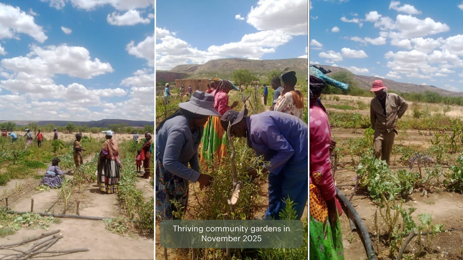 Three images of people working in a vegetable garden