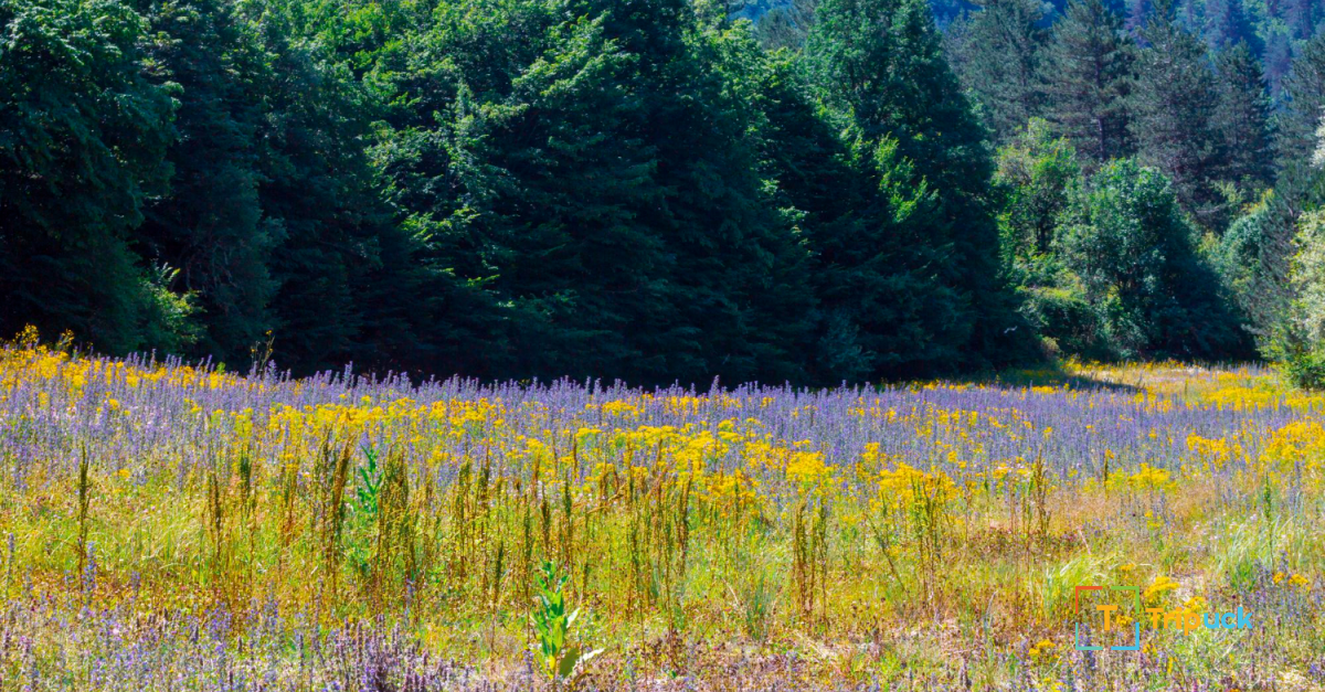 Kastamonu Kamp Alanları: Doğa ile Buluşma Noktaları