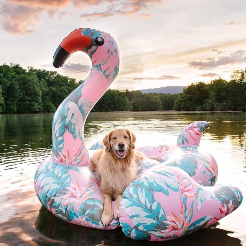 Inflable Flamenco para Pileta 1.52m - ¡Verano Divertido con El Gadget!