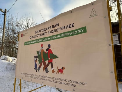Сбор елок продолжили в Воскресенском