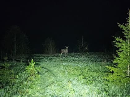 Минэкологии предупреждает: в Подмосковье участились случаи ДТП с дикими животными