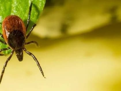 Сезон активности клещей начинается в апреле