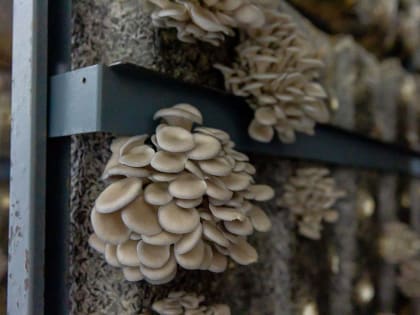 «Лесторфмаш» – производство вешенок в Орехово-Зуевском округе