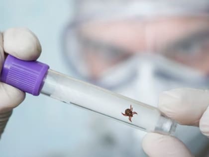 Российский врач рассказала, как защититься от вируса Хасеки, переносимого клещами