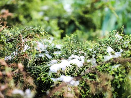 В Москве и&nbsp;Подмосковье завершается период заморозков