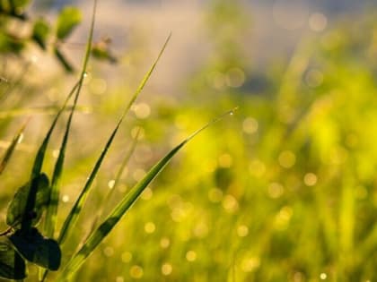 Каширяне, остерегайтесь змей и помните простые правила безопасности