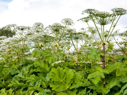 Эксперт Кузьмич дал рекомендации по борьбе с борщевиком