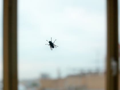 Биолог рассказал, какие анализы сдать после укуса активной осенью мухи-кровососки