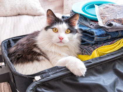 В Польше зафиксированы случаи птичьего гриппа у кошек