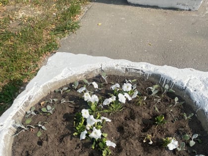 Жителям Люберец напомнили об ответственности за кражу цветов с клумб