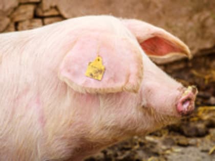 Украинское зерно скормили испанским свиньям, а не отправили в страны Африки